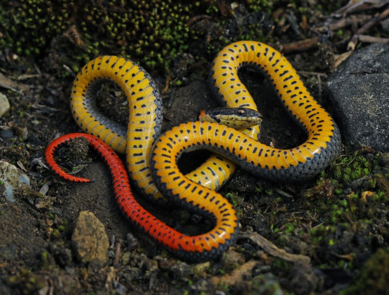 Точечная ошейниковая змея (Diadophis SP.)