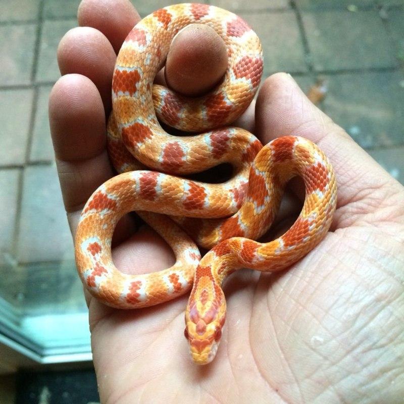Маисовый полоз