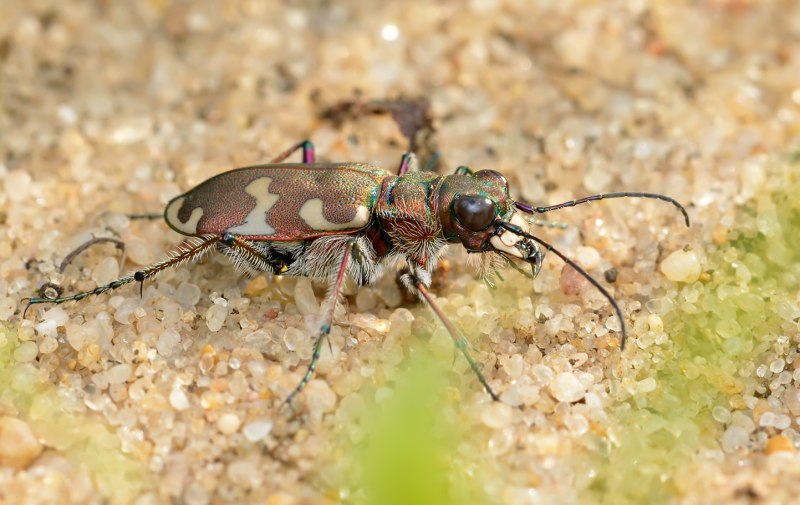 Скакун-межняк (Cicindela hybrida)