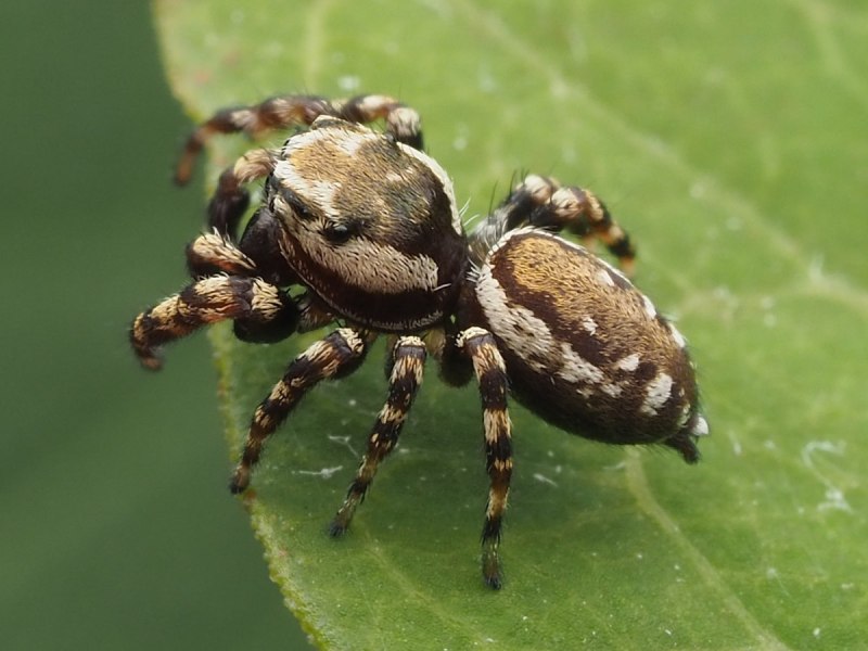 Sun Pelegrina