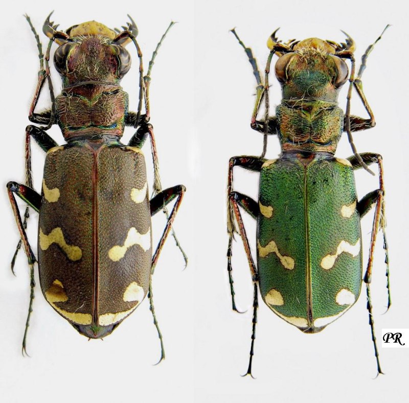 Cicindela granulata