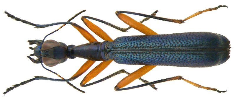 Altica ampelophaga Guerin-Meneville