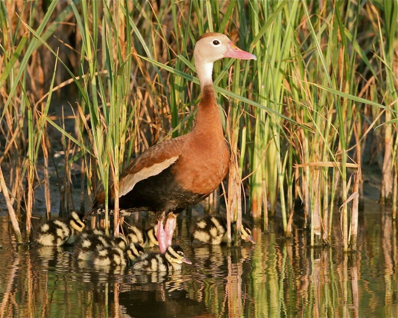 Dendrocygna autumnalis