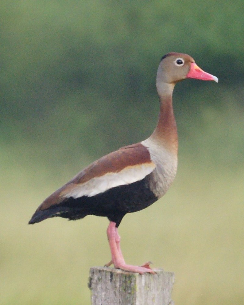 Tree Duck South America