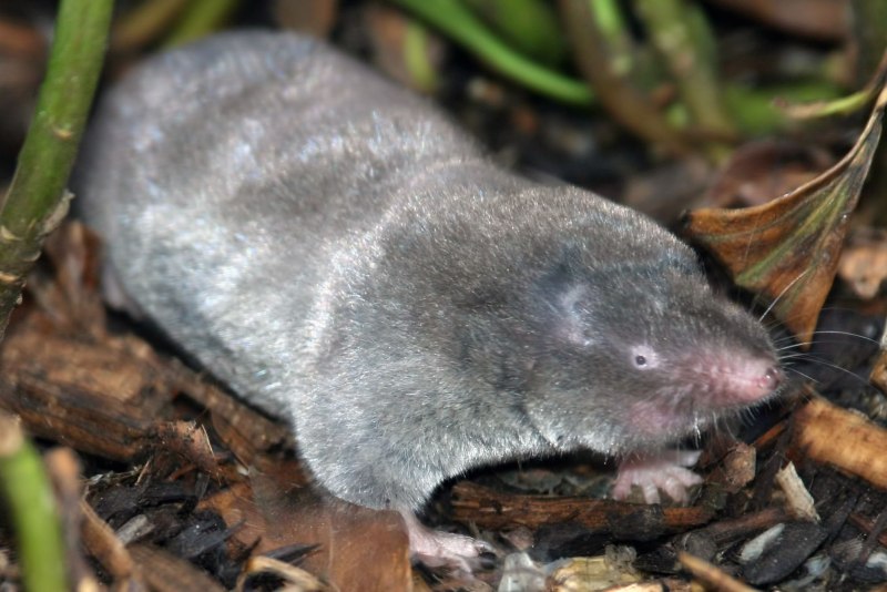 Blarina brevicauda