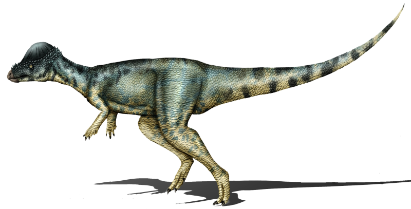 Schleich: Пахицефалозавр 15024
