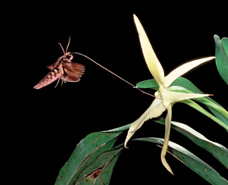 Xanthopan morganii
