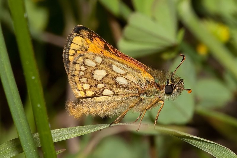 Carterocephalus argyrostigma