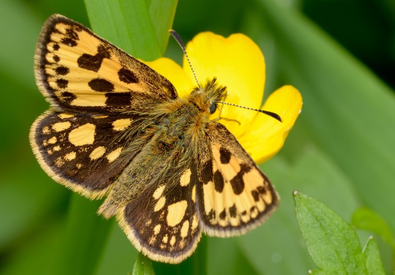 Крепкоголовка Лесная Carterocephalus silvicola