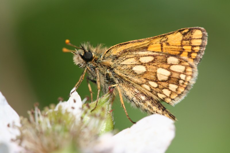 Carterocephalus Palaemon