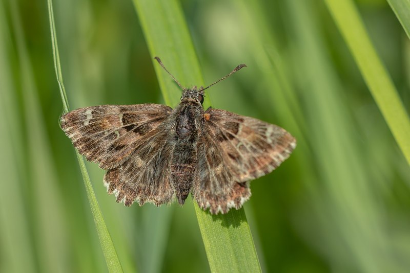 Толстоголовка альцея Carcharodus alceae