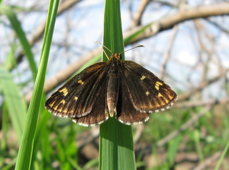 Carterocephalus Palaemon