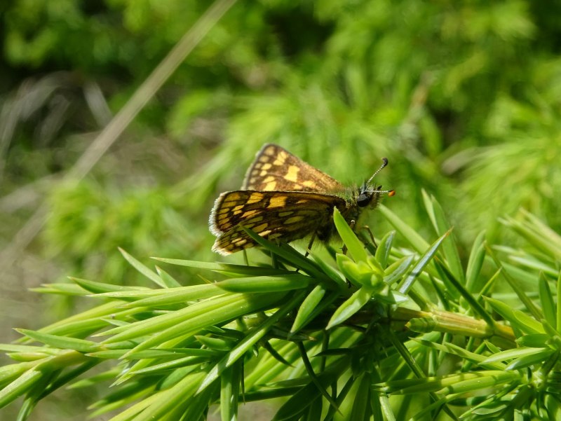 Carterocephalus Palaemon