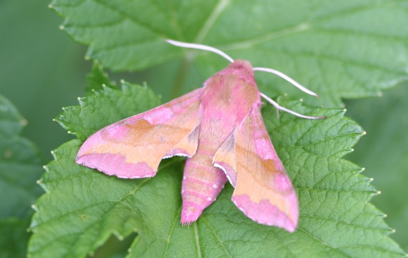 Бражник Deilephila porcellus