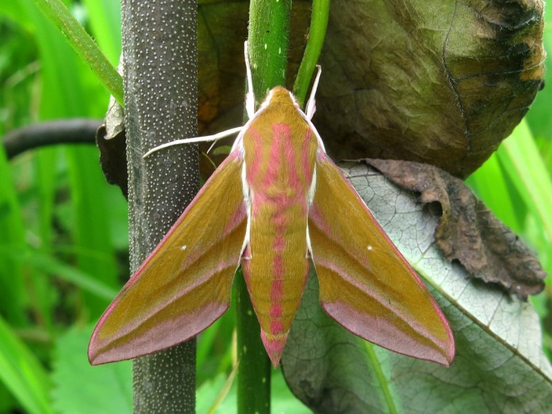 Средний винный Бражник (Deilephila elpenor)
