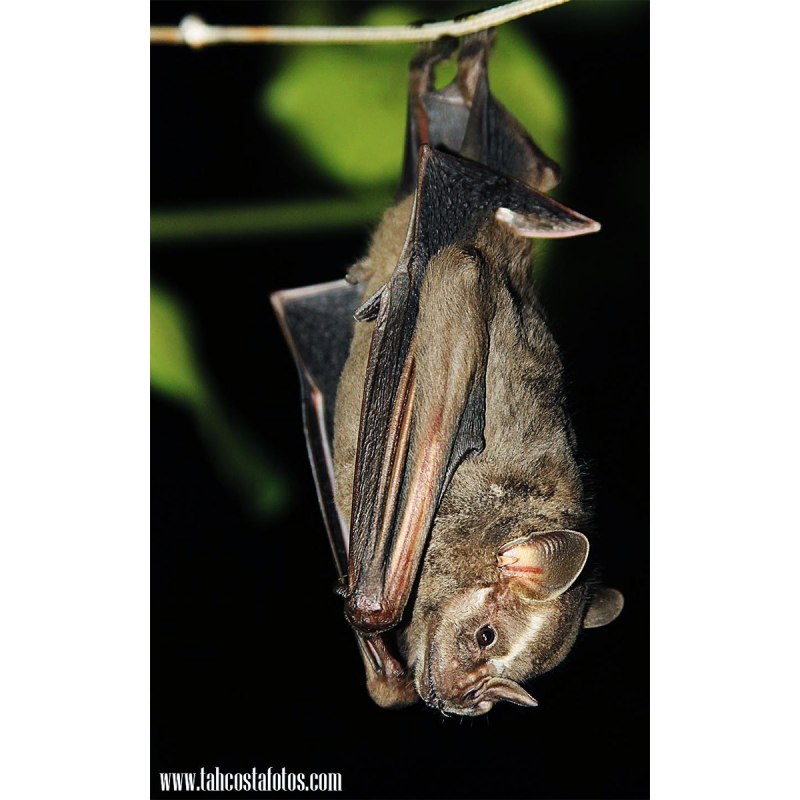 Artibeus planirostris