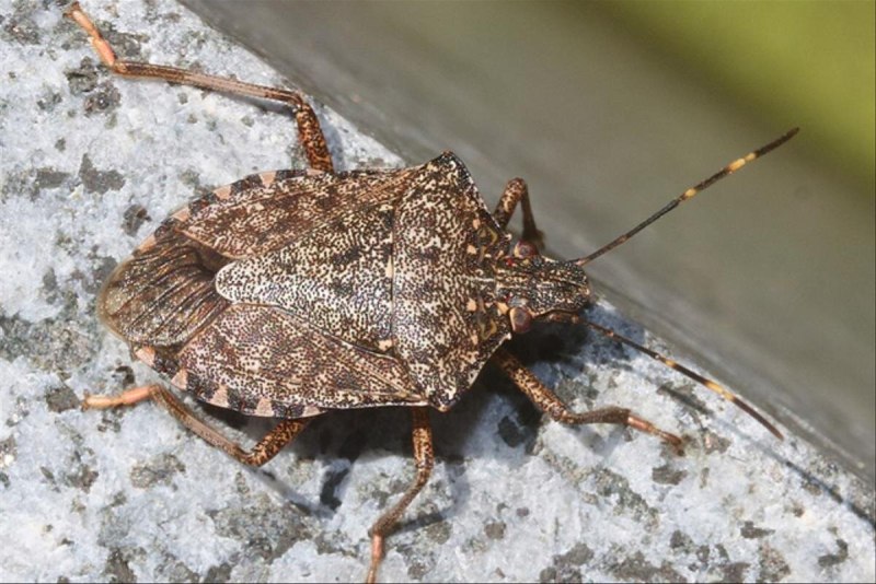 Нимфа клопа Halyomorpha halys