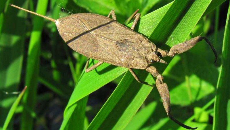 NEPA cinerea (обыкновенный водяной Скорпион)