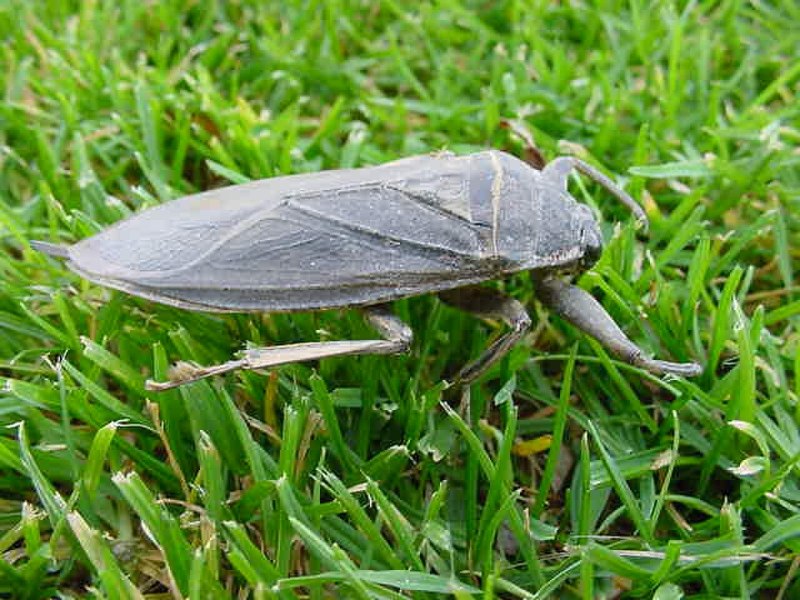 Lethocerus indicus
