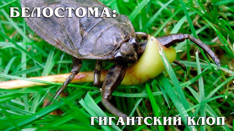 Природные враги белостомы