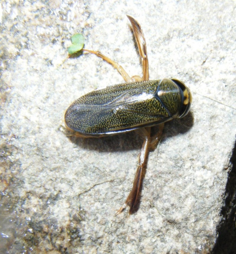 Гребляк Corixa punctata