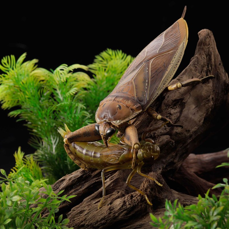 Lethocerus deyrollei laying Eggs