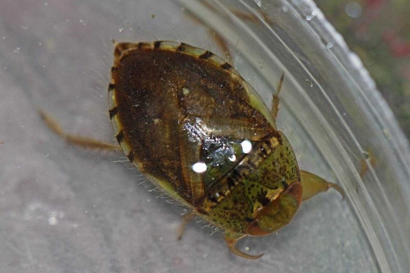 Urochela flavoannulata клоп