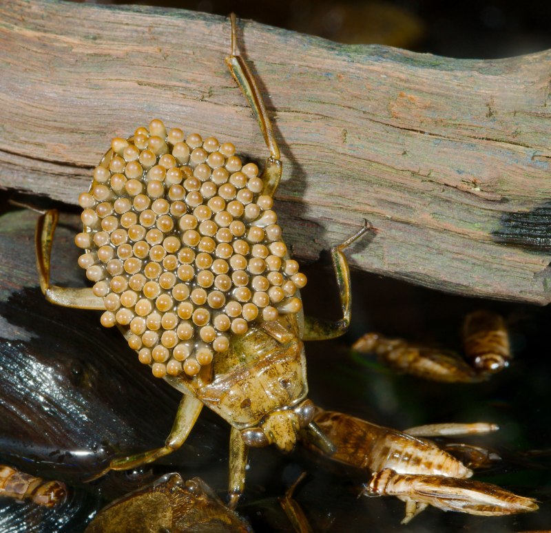 Belostomatidae гигантский водяной клоп