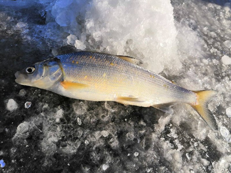 Обыкновенный сиг (Coregonus lavaretus)