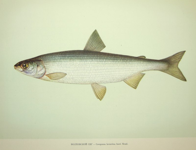 Волховский сиг Coregonus lavaretus baeri