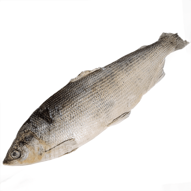 Обыкновенный сиг (Coregonus lavaretus)