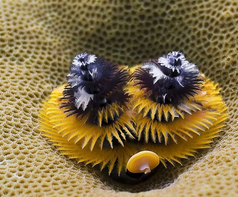 Spirobranchus giganteus
