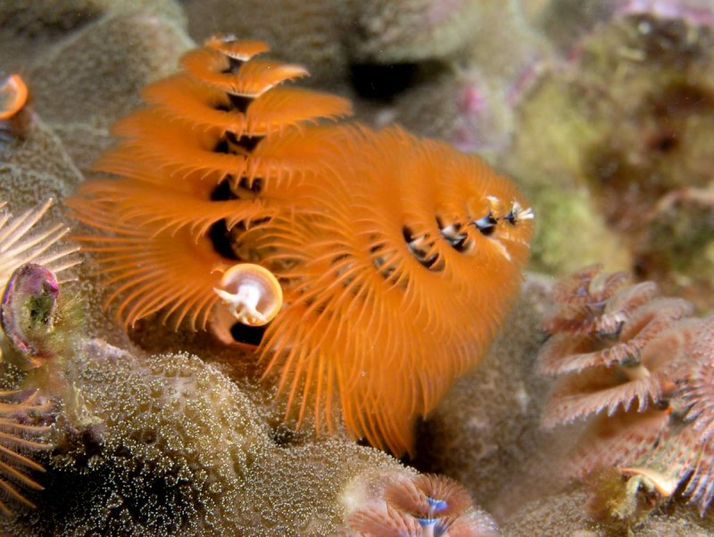 Spirobranchus giganteus