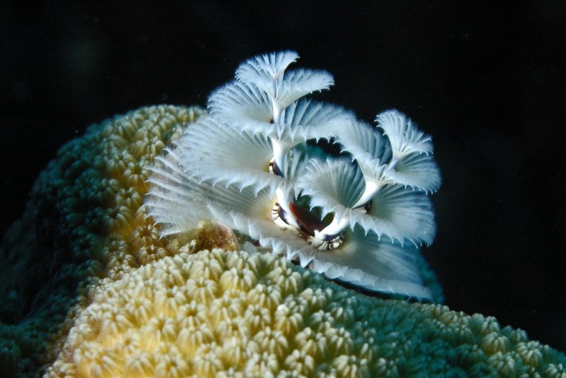 Многощетинковый червь Spirobranchus giganteus