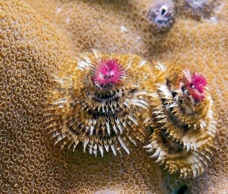 Spirobranchus giganteus