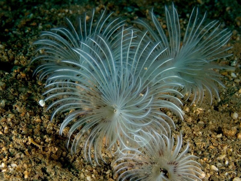 Spirographis spallanzanii