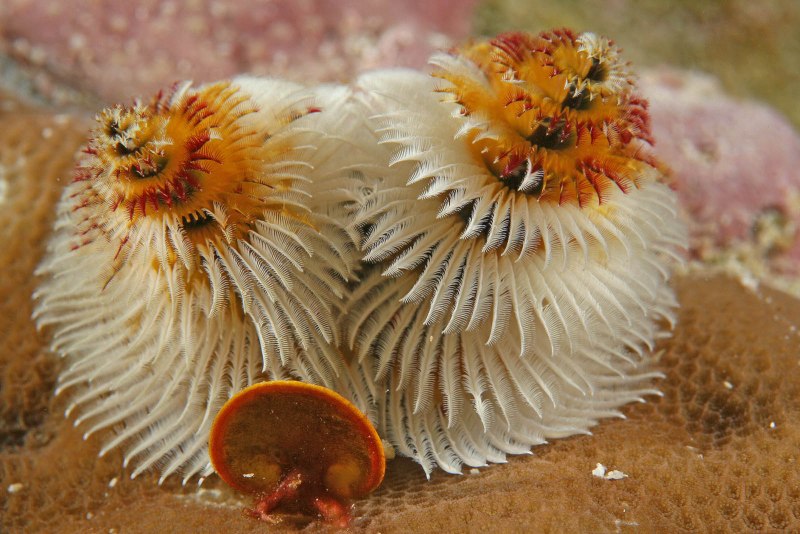 Морские черви похожие на