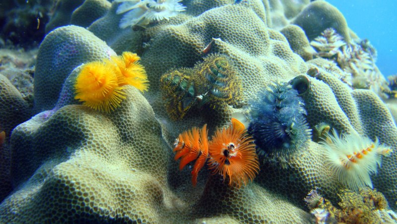 Морские черви кораллового моря