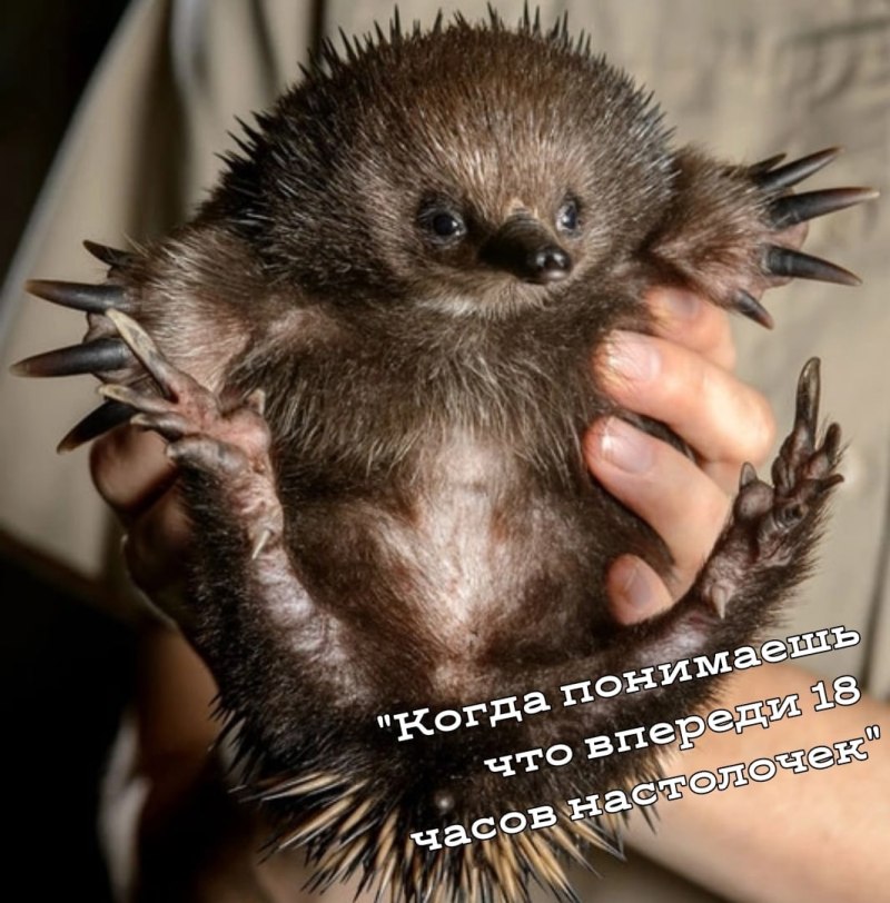 Ехидна в Австралии