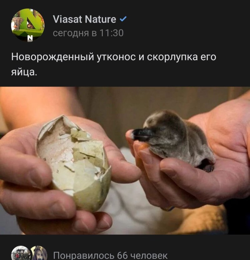 Утконос детеныш вылупляется из яйца