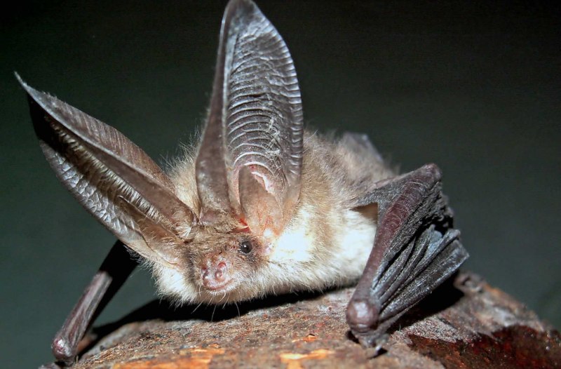 Бурый ушан Plecotus auritus (Linnaeus, 1758)