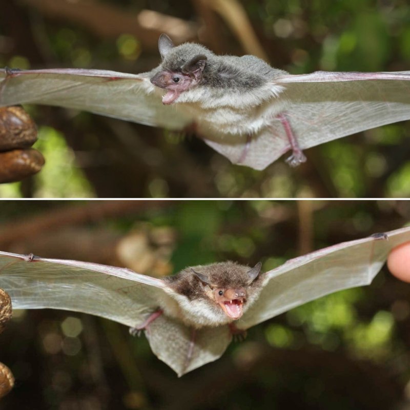 Gray bats
