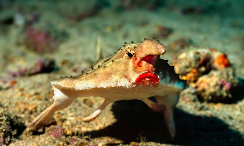Batfish