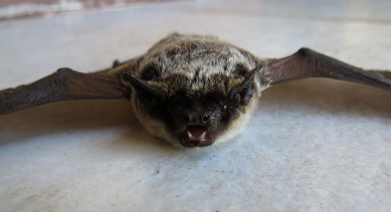 Кожан двухцветный (Vespertilio murinus)