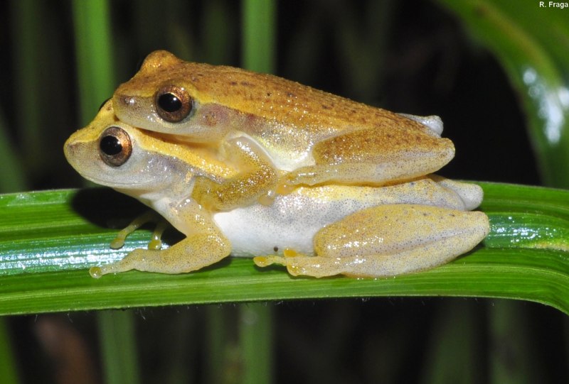 Лягушка (Dendropsophus Stingi[