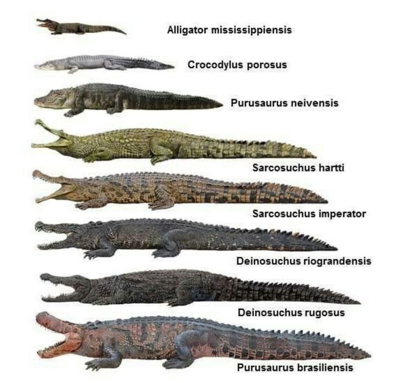 Пурусзавр и Саркозух