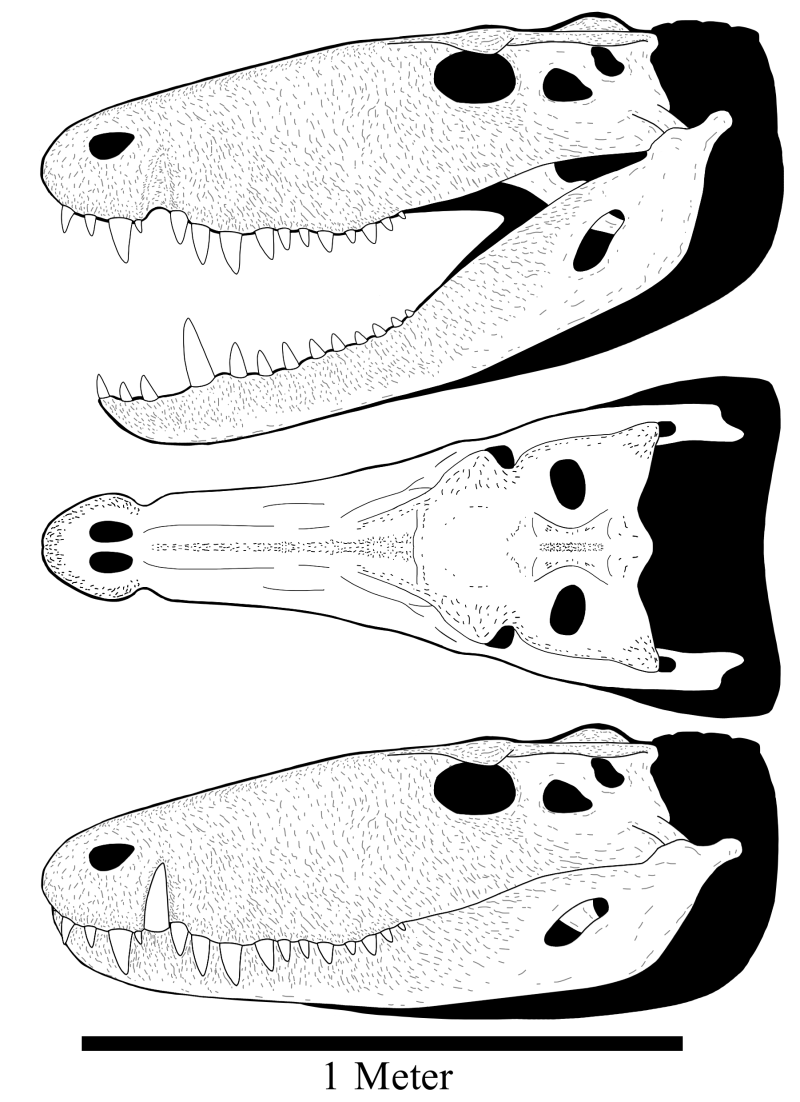 Sebecus icaeorhinus