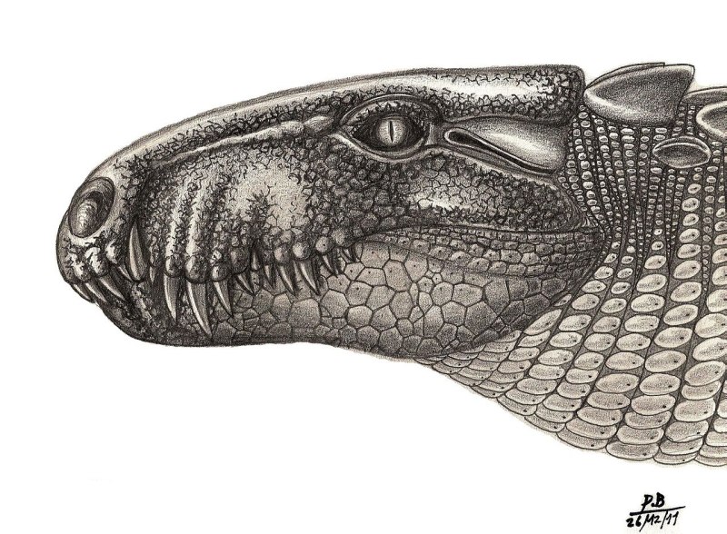 Barinasuchus arveloi