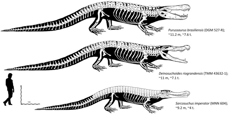 Purussaurus Brasiliensis