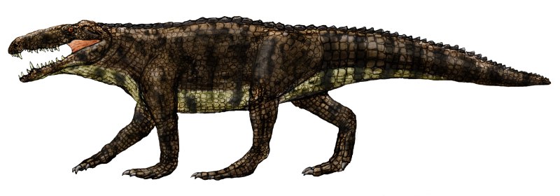 Barinasuchus arveloi